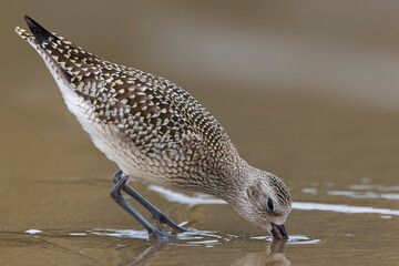 Zilverplevier; Grey Plover; Pluvialis squatarola