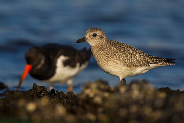 Zilverplevier; Grey Plover; Pluvialis squatarola