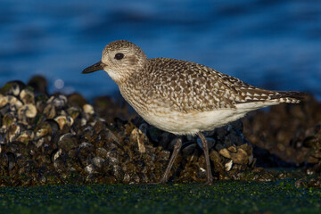 Zilverplevier; Grey Plover; Pluvialis squatarola