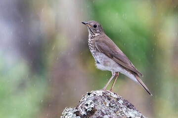 Grijswangdwerglijster, Grey-cheeked Thrush; Catharus minimus