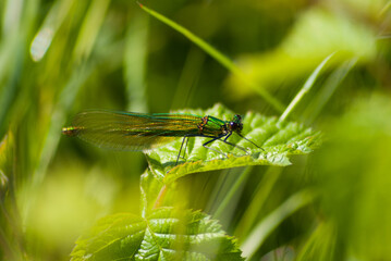 libellule sur une feuille bien verte