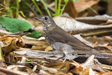 Grijswangdwerglijster, Grey-cheeked Thrush; Catharus minimus