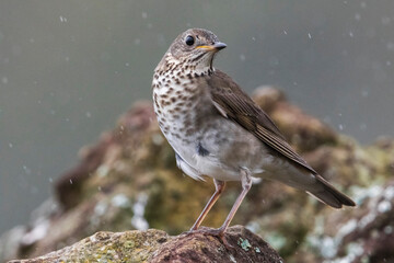 Grijswangdwerglijster, Grey-cheeked Thrush; Catharus minimus