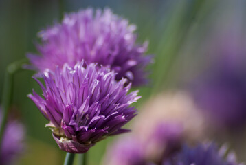 têtes de fleur de ciboulette