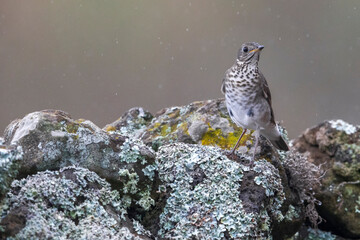 Grijswangdwerglijster, Grey-cheeked Thrush; Catharus minimus
