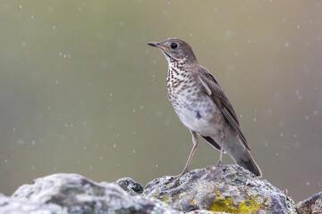 Grijswangdwerglijster, Grey-cheeked Thrush; Catharus minimus