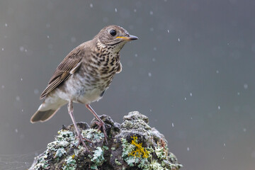 Grijswangdwerglijster, Grey-cheeked Thrush; Catharus minimus