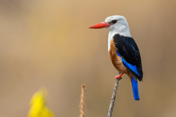 Grijskopijsvogel, Grey-headed Kingfisher, Halcyon leucocephala
