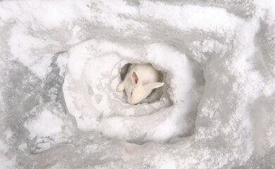 rabbit in an ice cave in winter