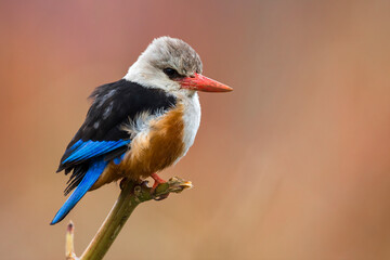 Grijskopijsvogel, Grey-headed Kingfisher, Halcyon leucocephala