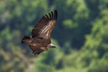 Vale Gier, Griffon Vulture, Gyps fulvus