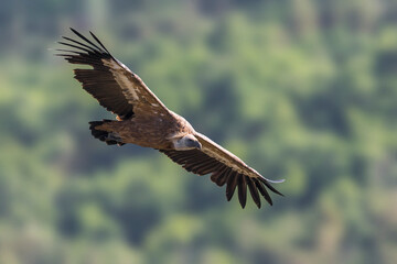 Vale Gier, Griffon Vulture, Gyps fulvus