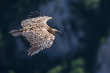 Vale Gier, Griffon Vulture, Gyps fulvus