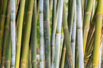 Fototapeta premium Green Bamboo of Bambusa cerosissima growing the park in Guangdong and Guangxi Province, China