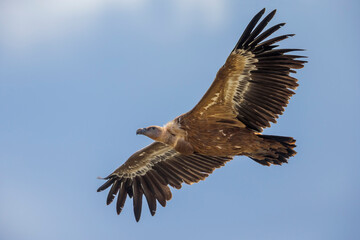 Vale Gier, Griffon Vulture, Gyps fulvus