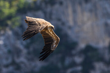 Vale Gier, Griffon Vulture, Gyps fulvus