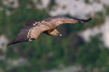 Vale Gier, Griffon Vulture, Gyps fulvus