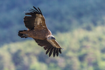 Vale Gier, Griffon Vulture, Gyps fulvus