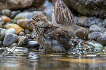 Haussperling (Passer domesticus) Jungvogel