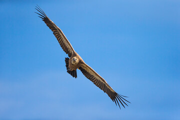Vale Gier, Griffon Vulture, Gyps fulvus