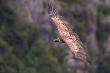 Vale Gier, Griffon Vulture, Gyps fulvus