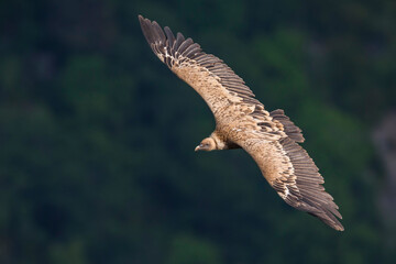 Vale Gier, Griffon Vulture, Gyps fulvus