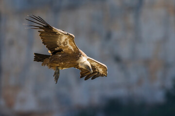 Vale Gier, Griffon Vulture, Gyps fulvus