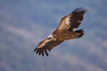 Vale Gier, Griffon Vulture, Gyps fulvus