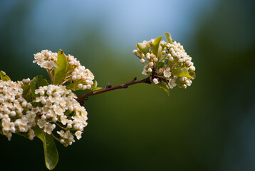 Branche de fleurs de pyracantha