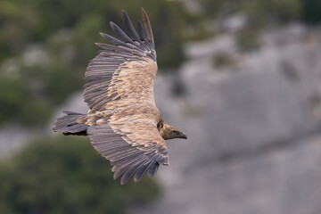 Vale Gier, Griffon Vulture, Gyps fulvus