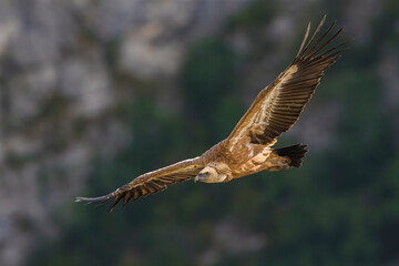 Vale Gier, Griffon Vulture, Gyps fulvus