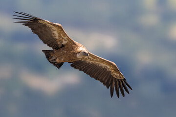 Vale Gier, Griffon Vulture, Gyps fulvus