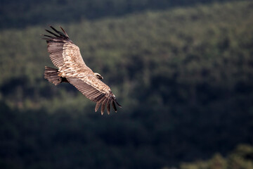 Vale Gier, Griffon Vulture, Gyps fulvus