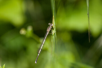 jolie libellule sur une petite branche