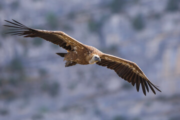 Vale Gier, Griffon Vulture, Gyps fulvus