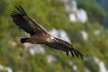 Vale Gier, Griffon Vulture, Gyps fulvus