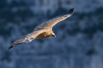 Vale Gier, Griffon Vulture, Gyps fulvus