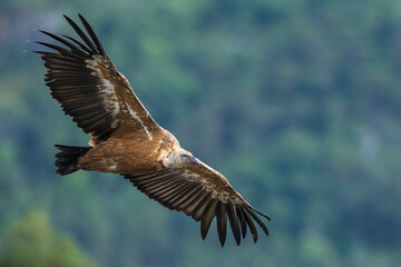 Vale Gier, Griffon Vulture, Gyps fulvus