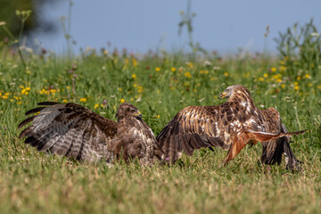 Mäusebussard (Buteo buteo) und Rotmilan (Milvus milvus)