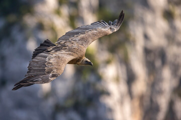 Vale Gier, Griffon Vulture, Gyps fulvus