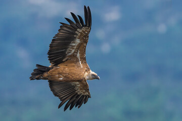 Vale Gier, Griffon Vulture, Gyps fulvus