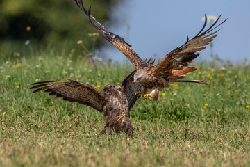 Mäusebussard (Buteo buteo) und Rotmilan (Milvus milvus)