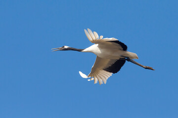 Chinese Kraanvogel; Red-crowned Crane; Grus japonensis