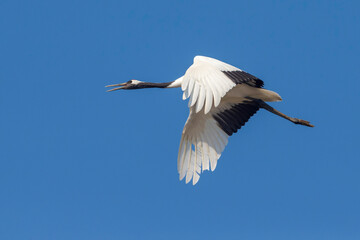 Chinese Kraanvogel; Red-crowned Crane; Grus japonensis