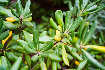 close up. green background with foliage texture. green hedge of evergreen shrubs