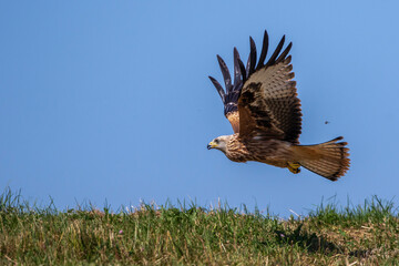 Rotmilan (Milvus milvus)