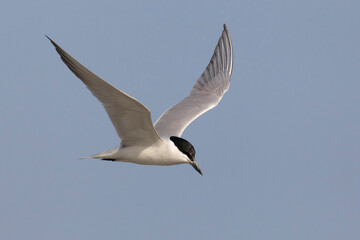 Fototapeta na wymiar Lachstern; Gull-billed Tern; Gelochelidon nilotica