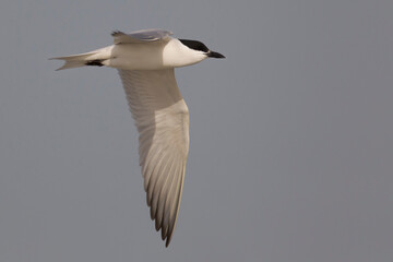 Lachstern; Gull-billed Tern; Gelochelidon nilotica