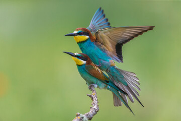 Bijeneter; European Bee-eater; Merops apiaster
