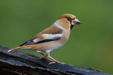Appelvink; Hawfinch; Coccothraustes coccothraustes